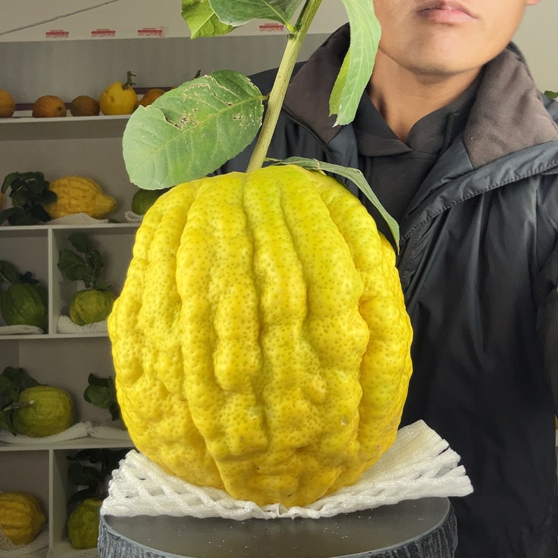 生***喜香水柠檬云南高山大香橼