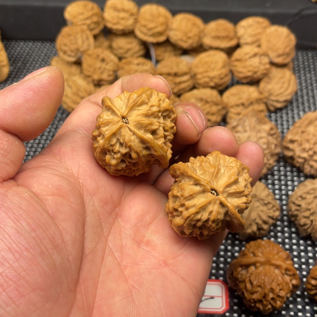 秦岭的小王核桃啊啊啊