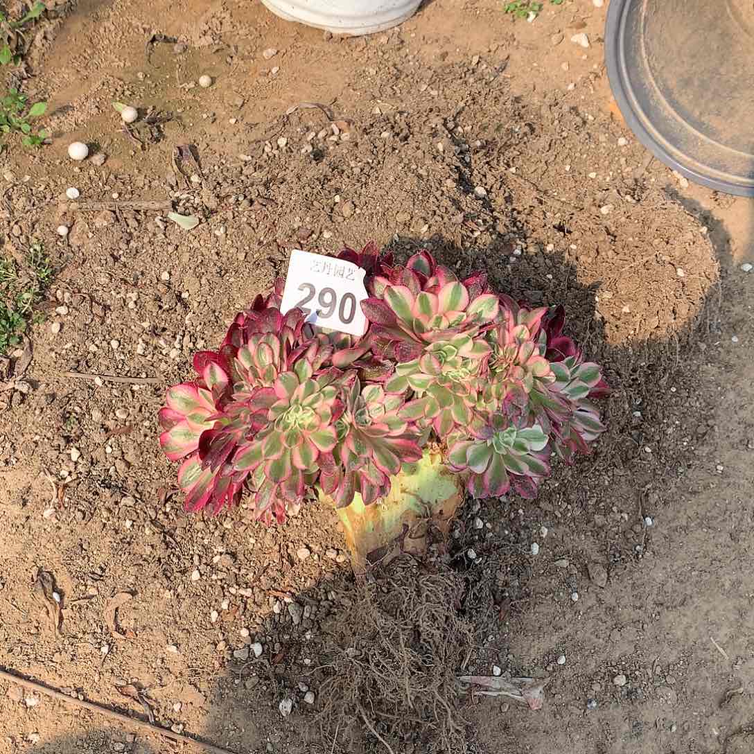 290倾城缀化缀化了