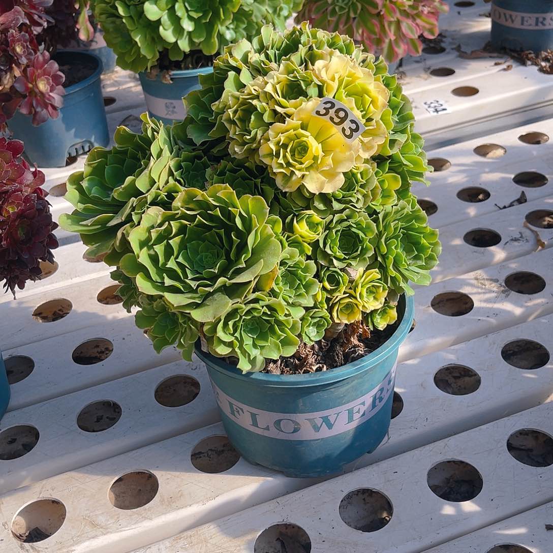 法师法师7–4包邮法师