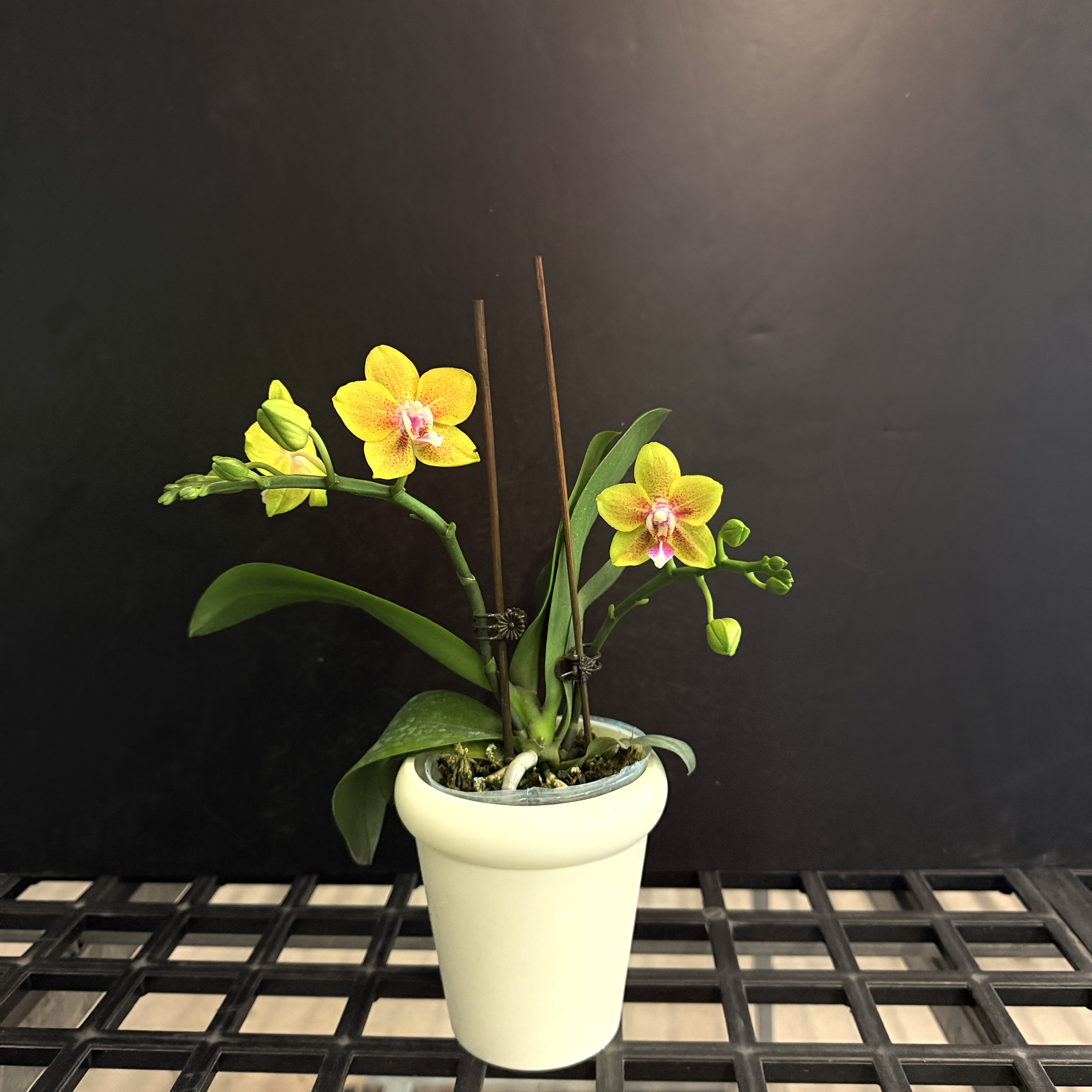 予兰花海专属（彼自豪）带花带花苞3.0寸杯发货AA