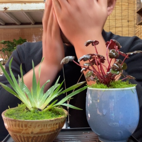 红陶一物一拍所见即所得6