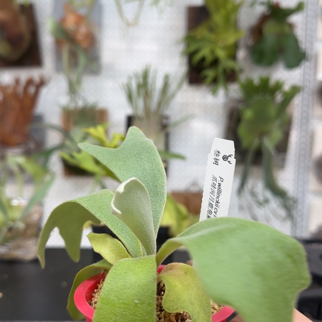 爪哇河月鹿角蕨孢子苗