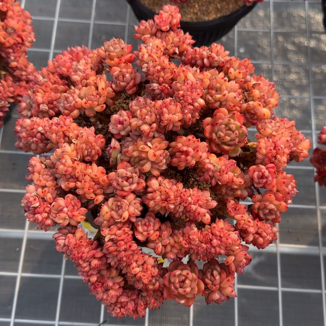 从前慢花园精选多肉彩票缀