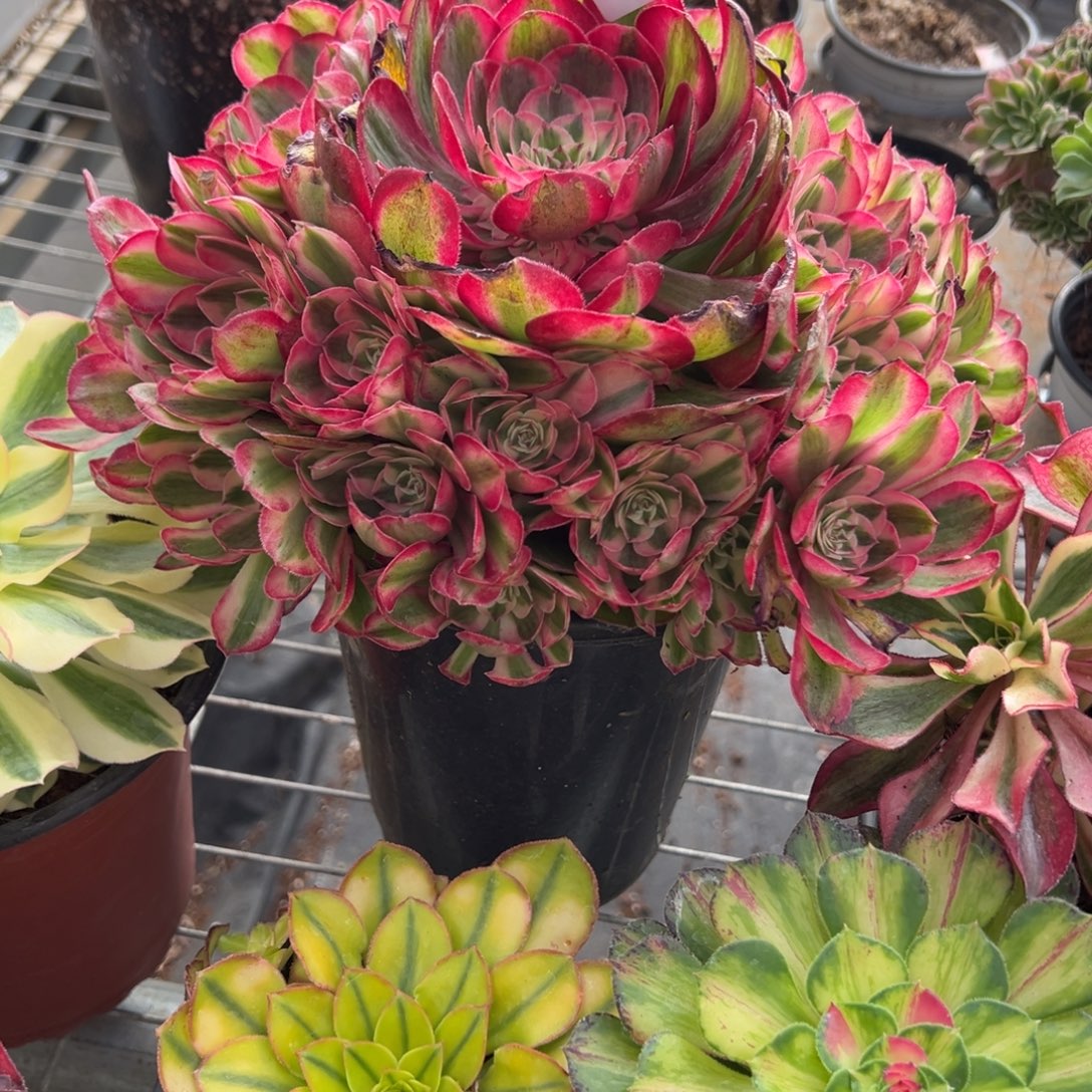 飘***絮1半糖无根多肉椅子