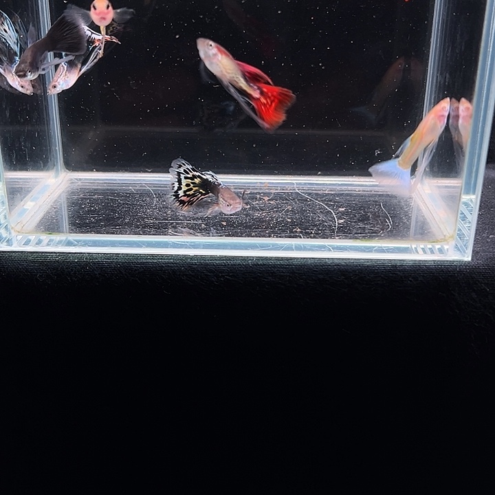 孔雀鱼孔雀鱼观赏组