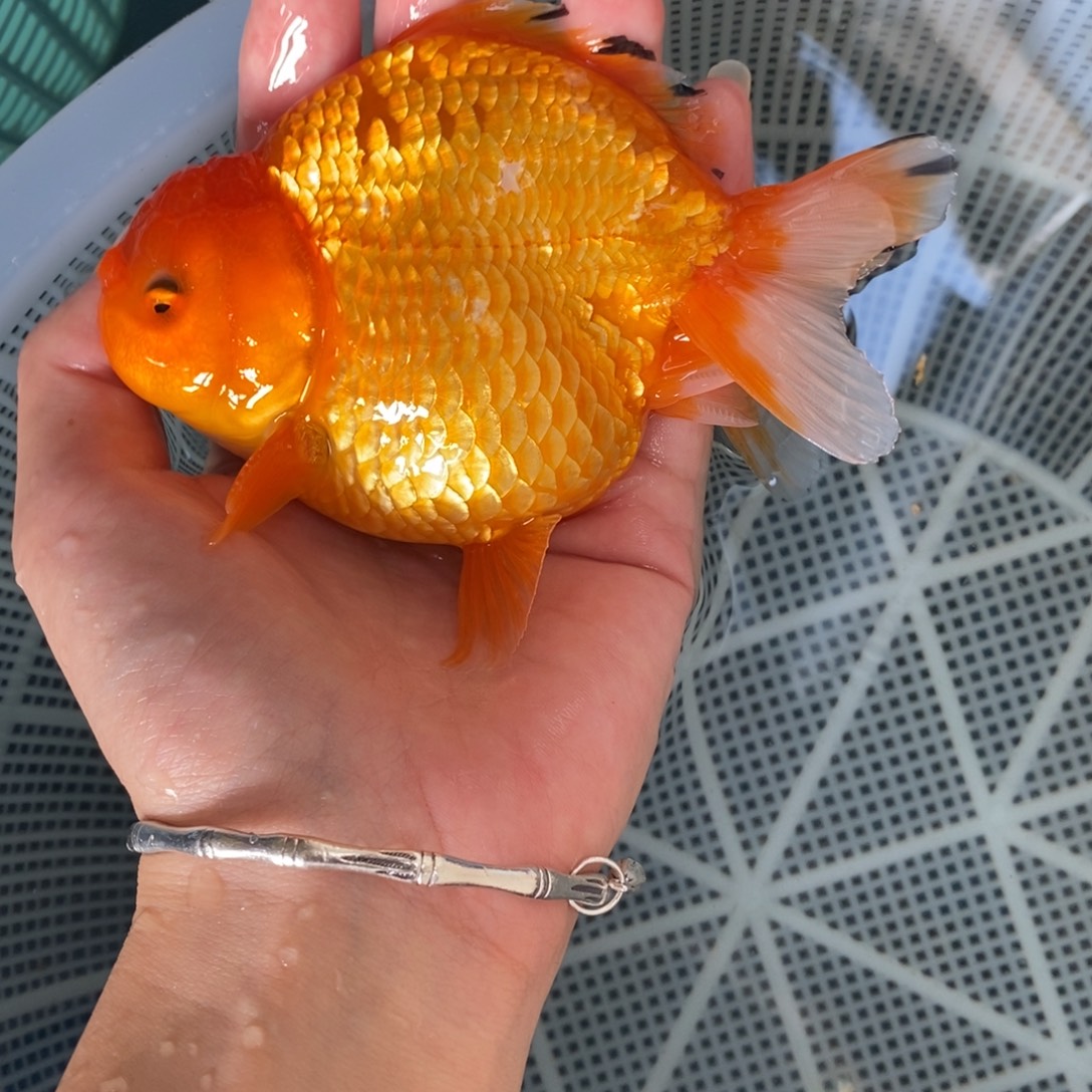 海水红泰狮15公分