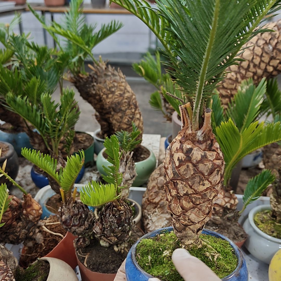 周***周无花朵白鳞铁盆景基地价