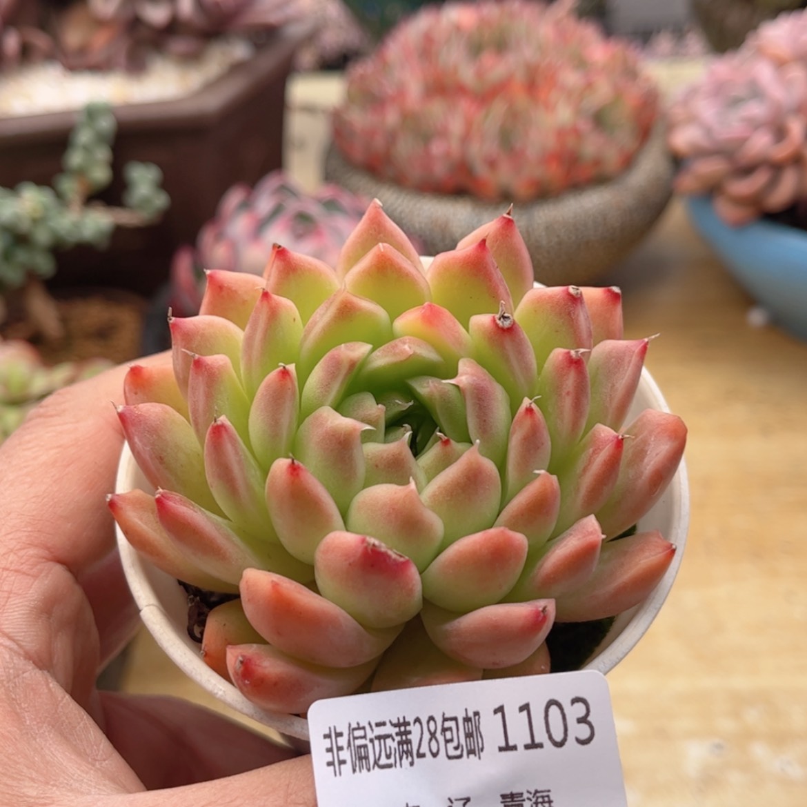 【闪购商品】1103麦秆