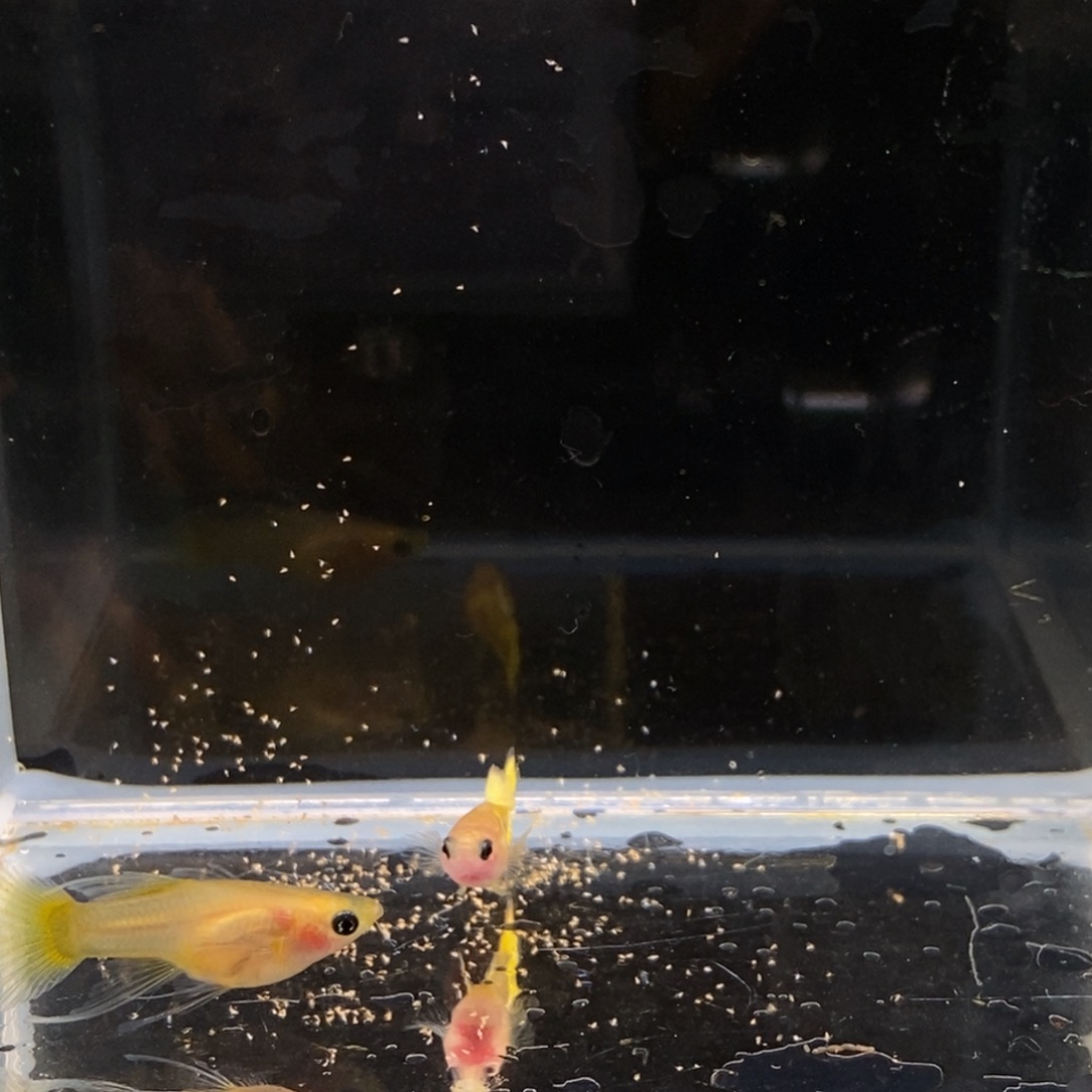 孔雀鱼黄金小太阳玻璃c一对