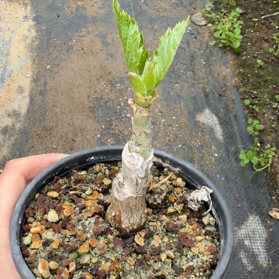 银叶葡萄瓮一物一拍多肉植物