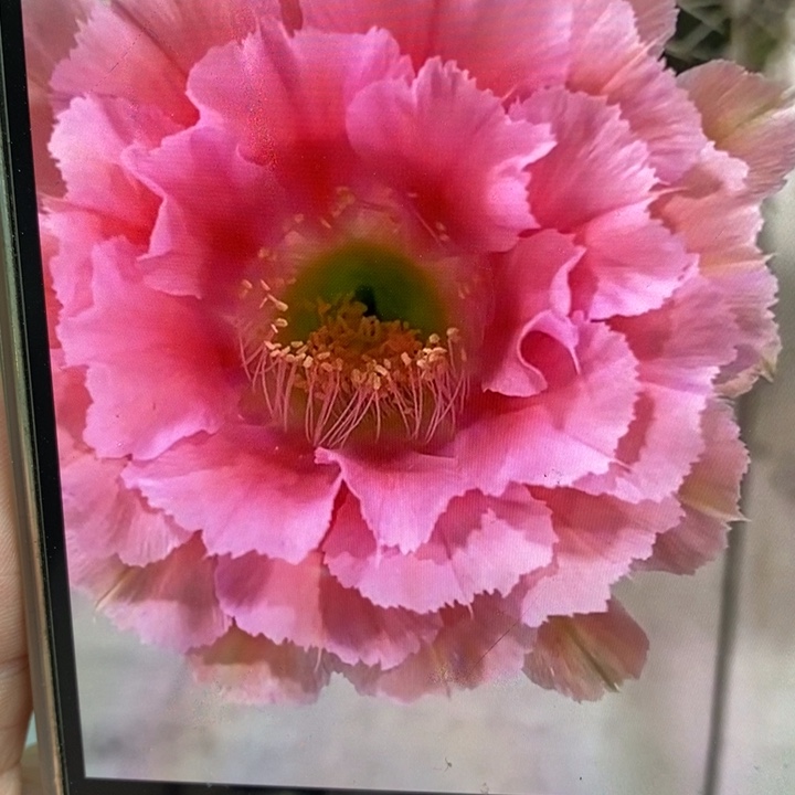 彩草2532侧芽2.5公分左右