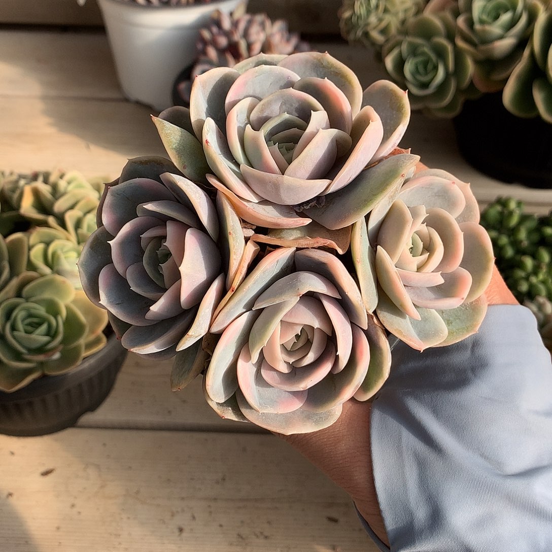 220蓝色惊喜锦多肉一颗12厘米