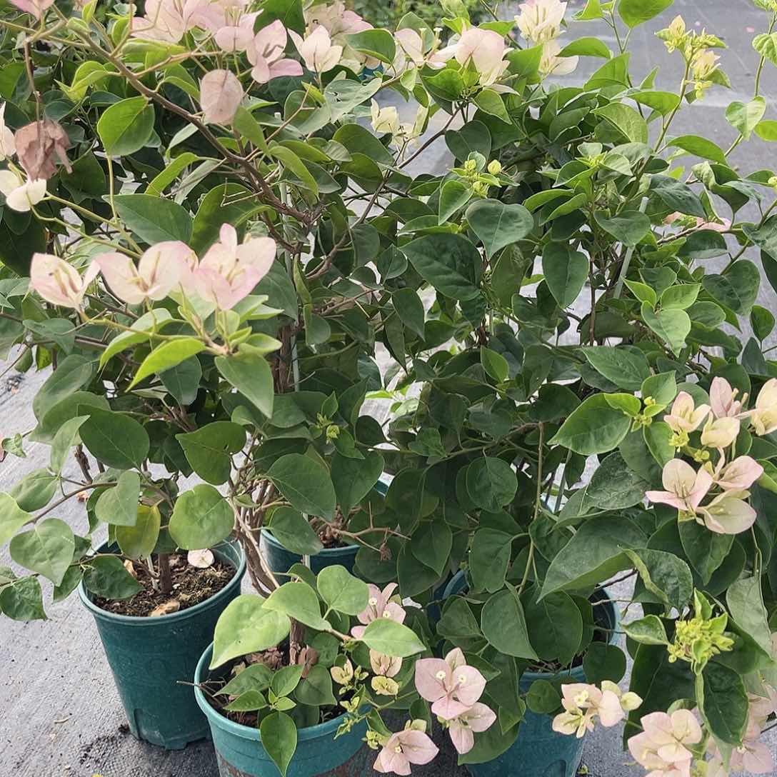 大部分开放少量花苞五宝一颗