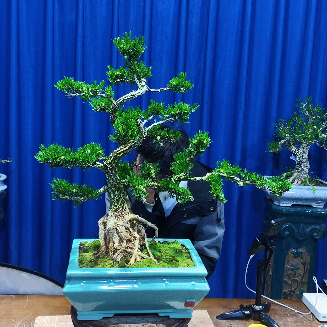 黄杨盆景一物一拍