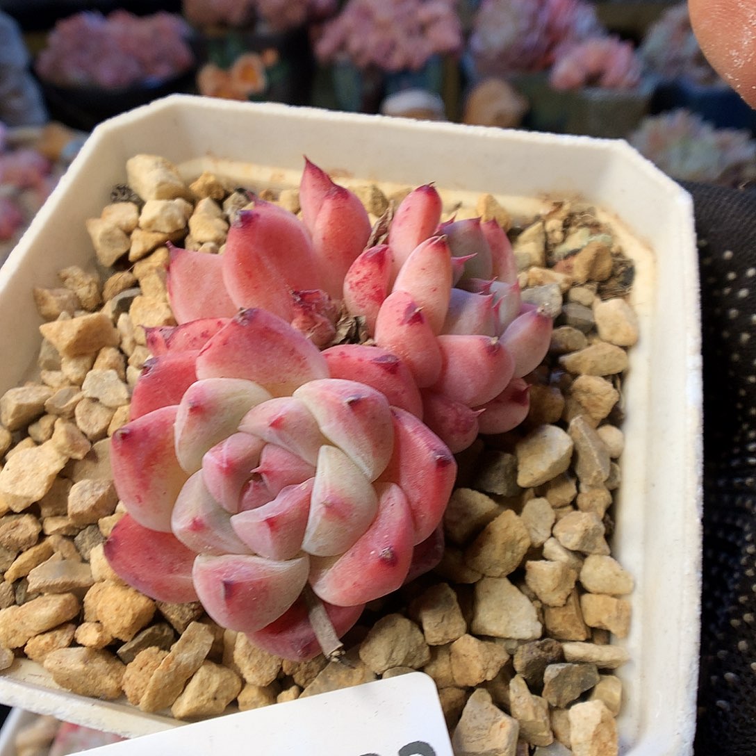 632佳人多肉植物666