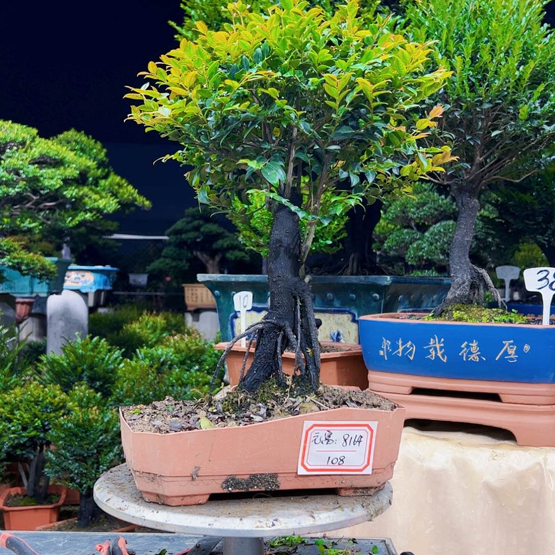 以实际为准元*12345678