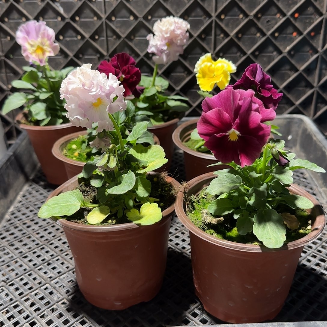 s***s大部分花苞少量开放