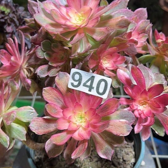 木***君多肉植物一个万花筒940