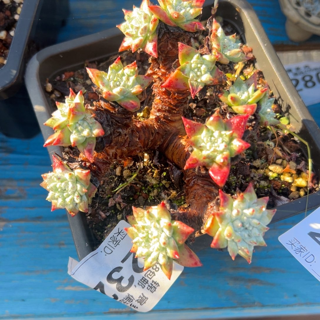 瑞吉娜～一物一拍2431