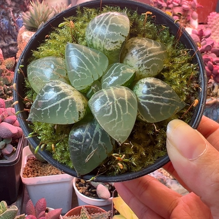 感谢支持一物一拍