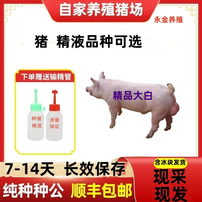 优质大白母猪种公猪精原种猪场精品批发零售一件包邮包对版猪场发