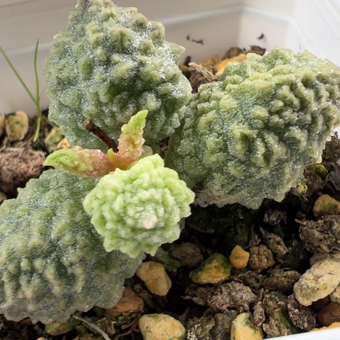 美系绿幽灵单头纯木质桩多肉植物