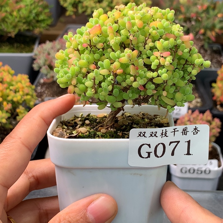 71蜜橘                     