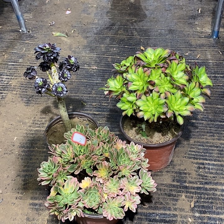 2，3颗多肉法师多肉法师