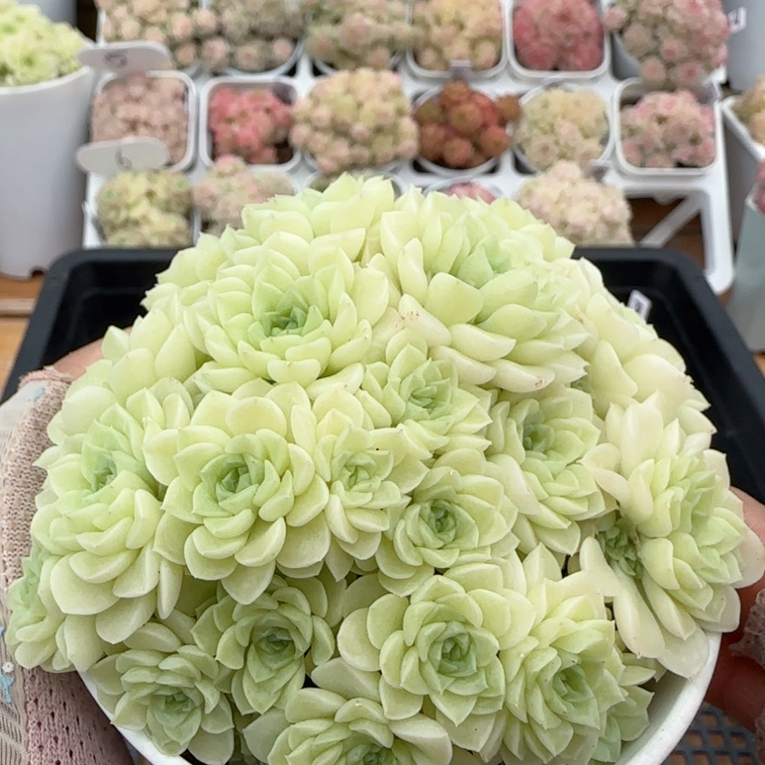 【闪购商品】0126-23（白玉花朵麦杆