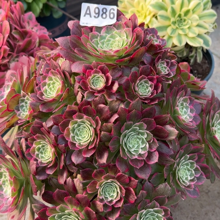 986莲花32厘米左右