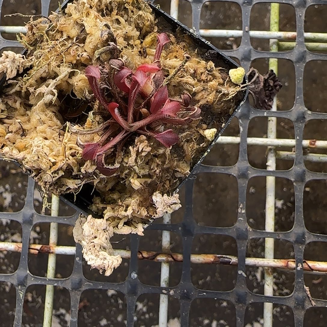 无花朵小太阳瓶子草