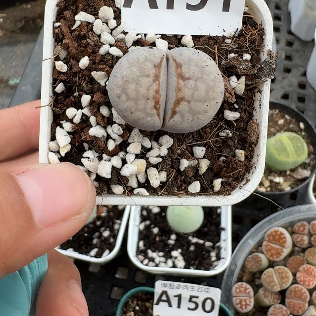 151多肉植物多肉植物