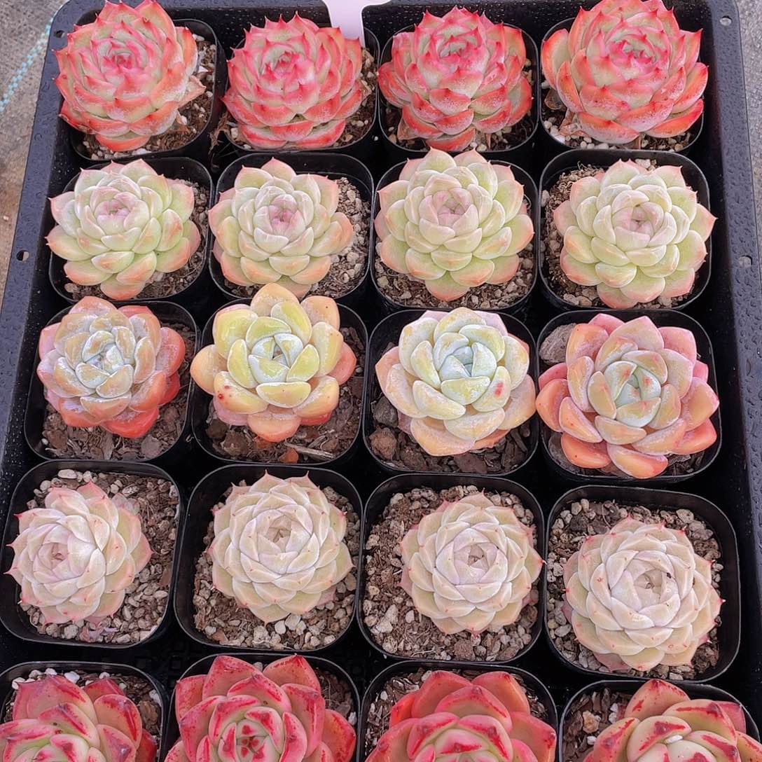 414号 开播福利精品贵货美肉5个 送一个