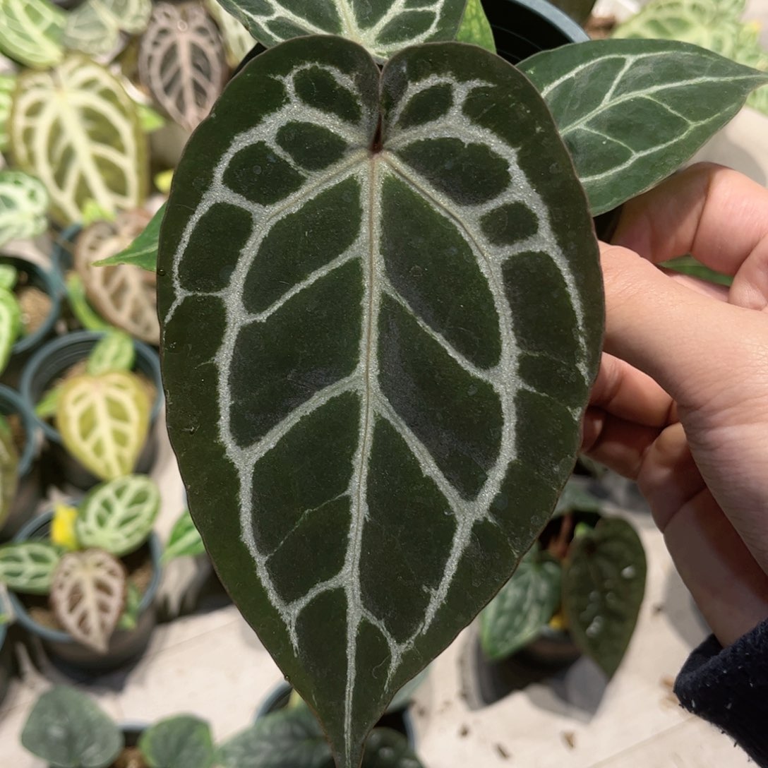 完全开放红水晶杂