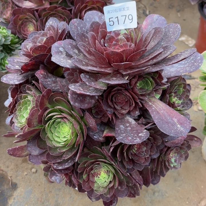 花月夜多肉法师5179