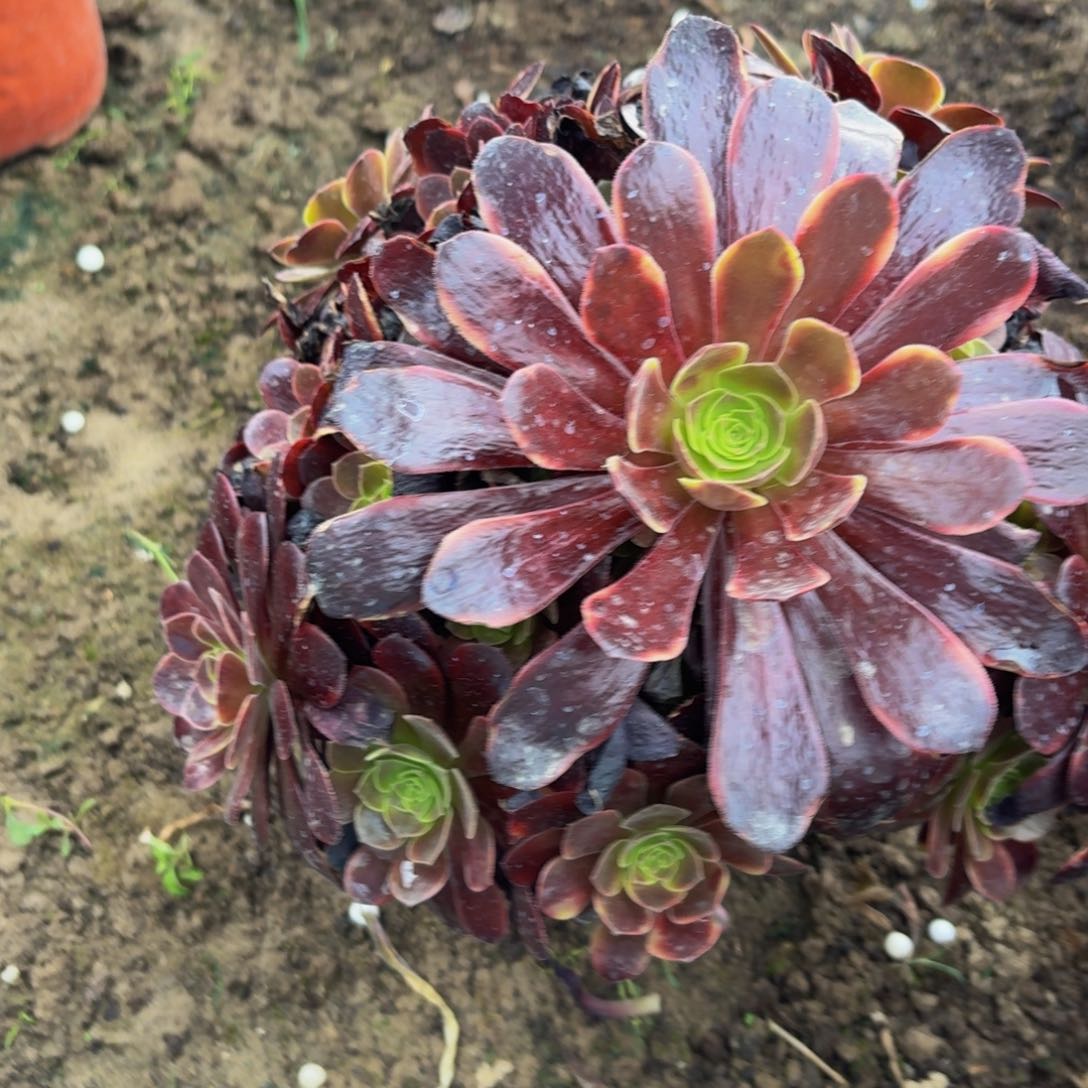 无花朵426多肉植物捧花的