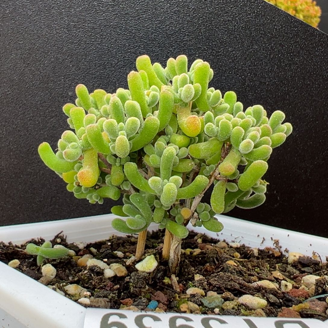 dy3939小老桩小星星冠幅5.5cm