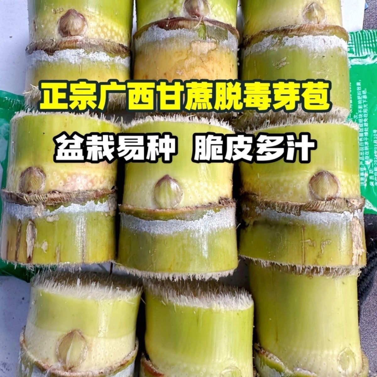 正宗广西黄皮甘蔗种节盆栽黄金水果种节薄皮黄皮尾巴中段包邮种植