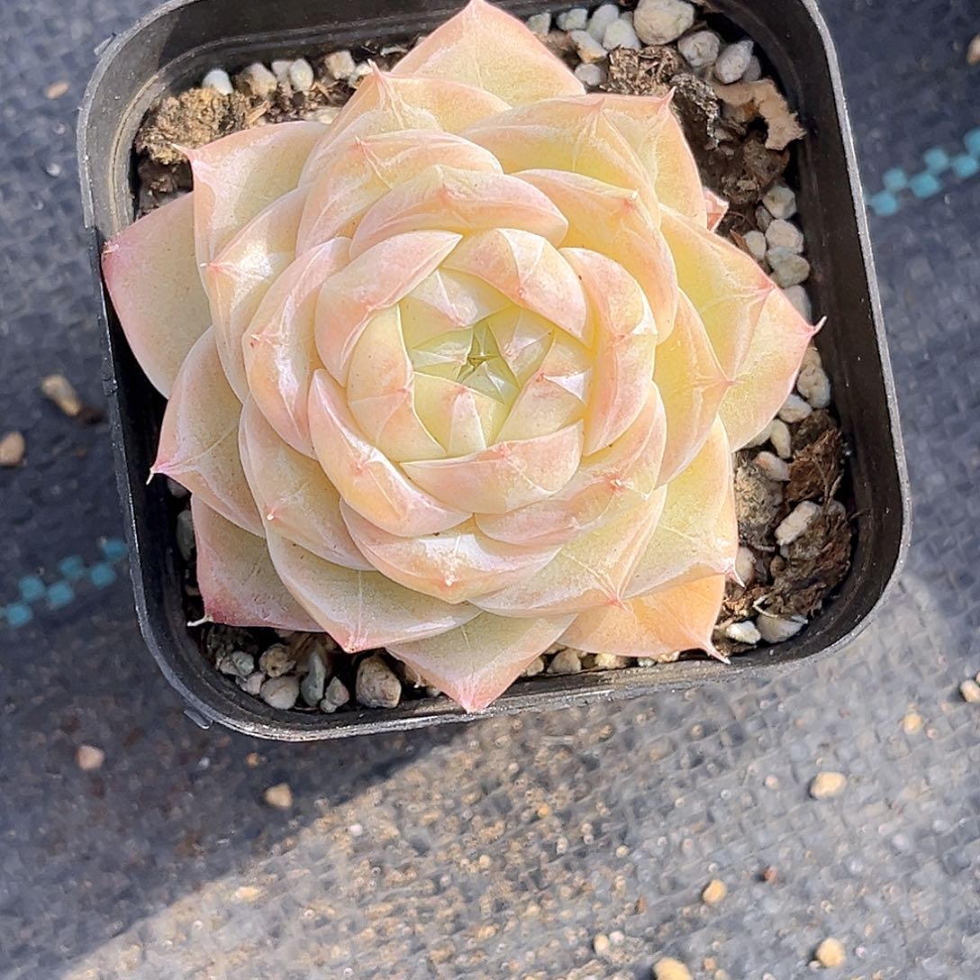169 一物一拍 夏末