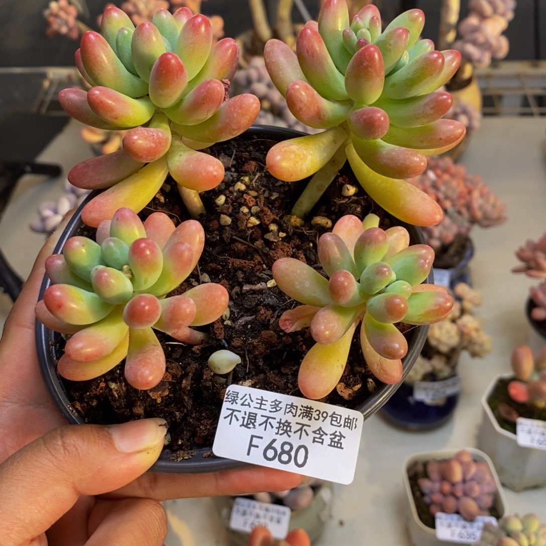 680派大星多肉8c m