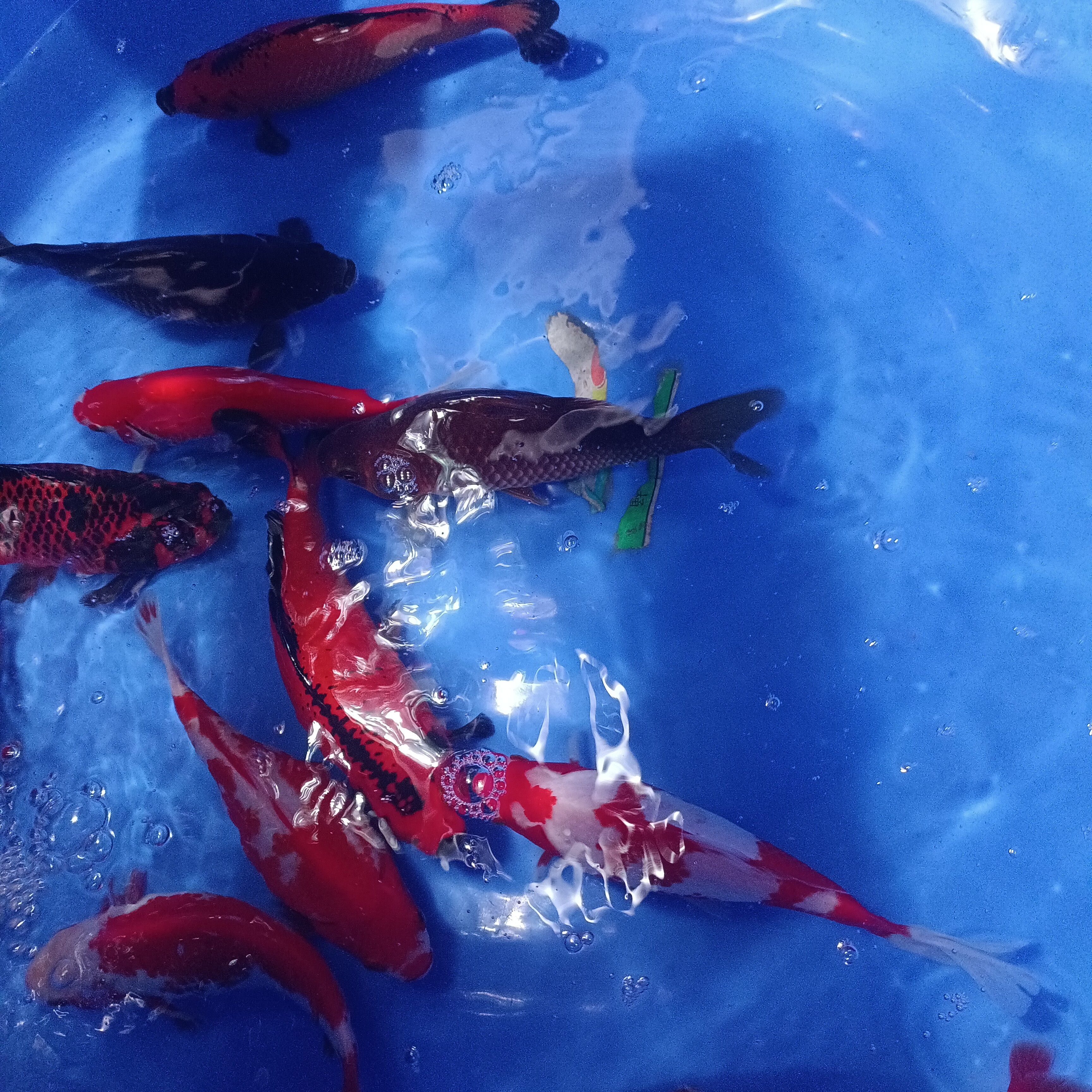 草金锦鲤鱼活鱼冷水淡水鱼好养耐活纯种观赏鱼