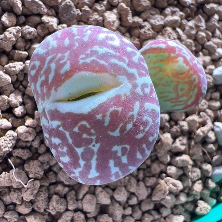 A425.  青蛙种源优选大型1719红纹墨。  