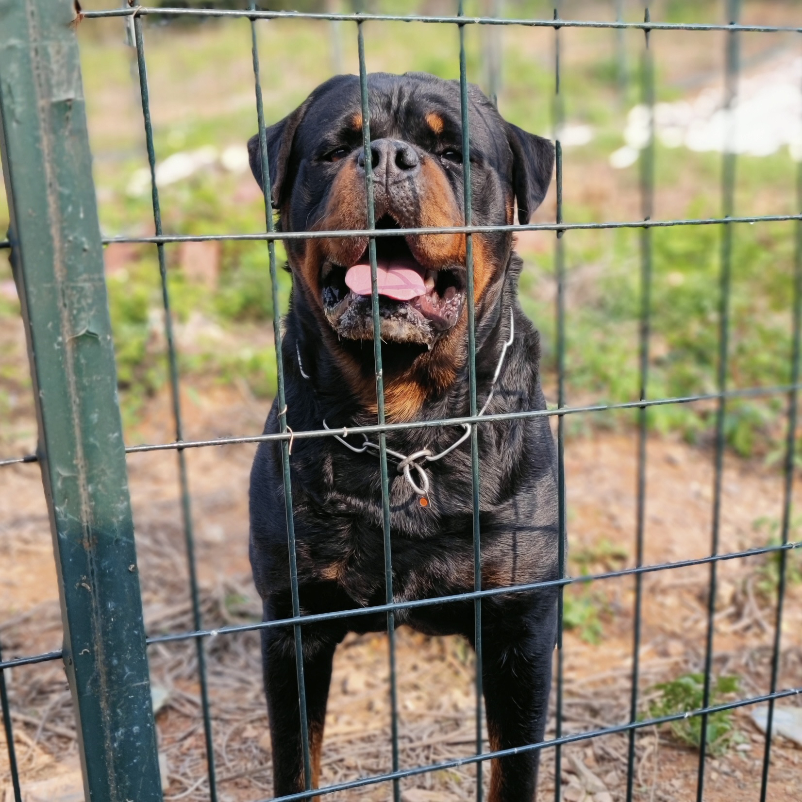 【贰伍捌犬业】罗威纳幼犬大头宝宝