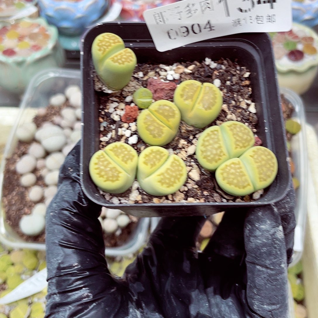 生石花18包邮0904-134