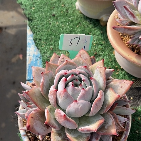 37祖母绿一个多肉脱土