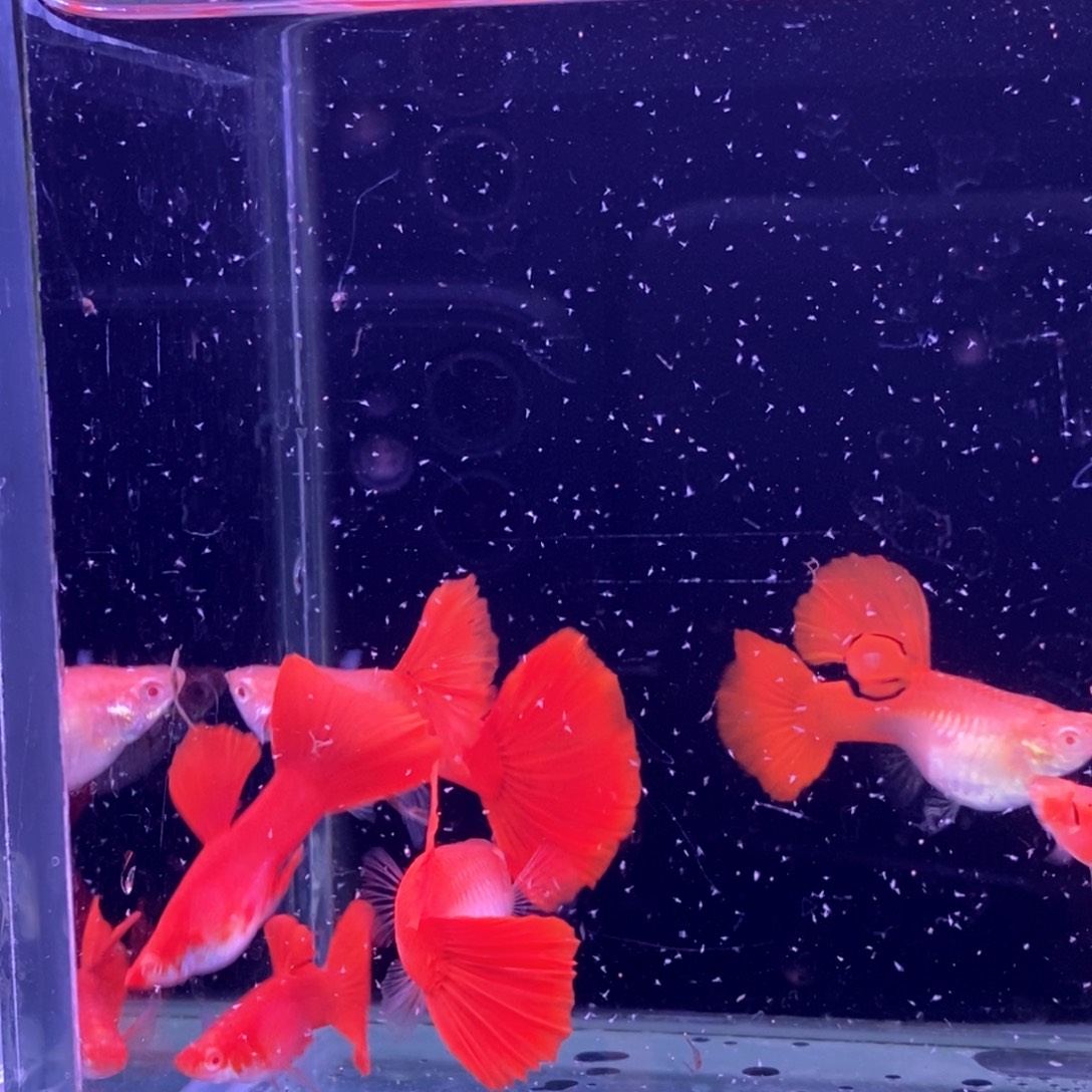 孔雀鱼紫麟大背血红3对孔雀鱼