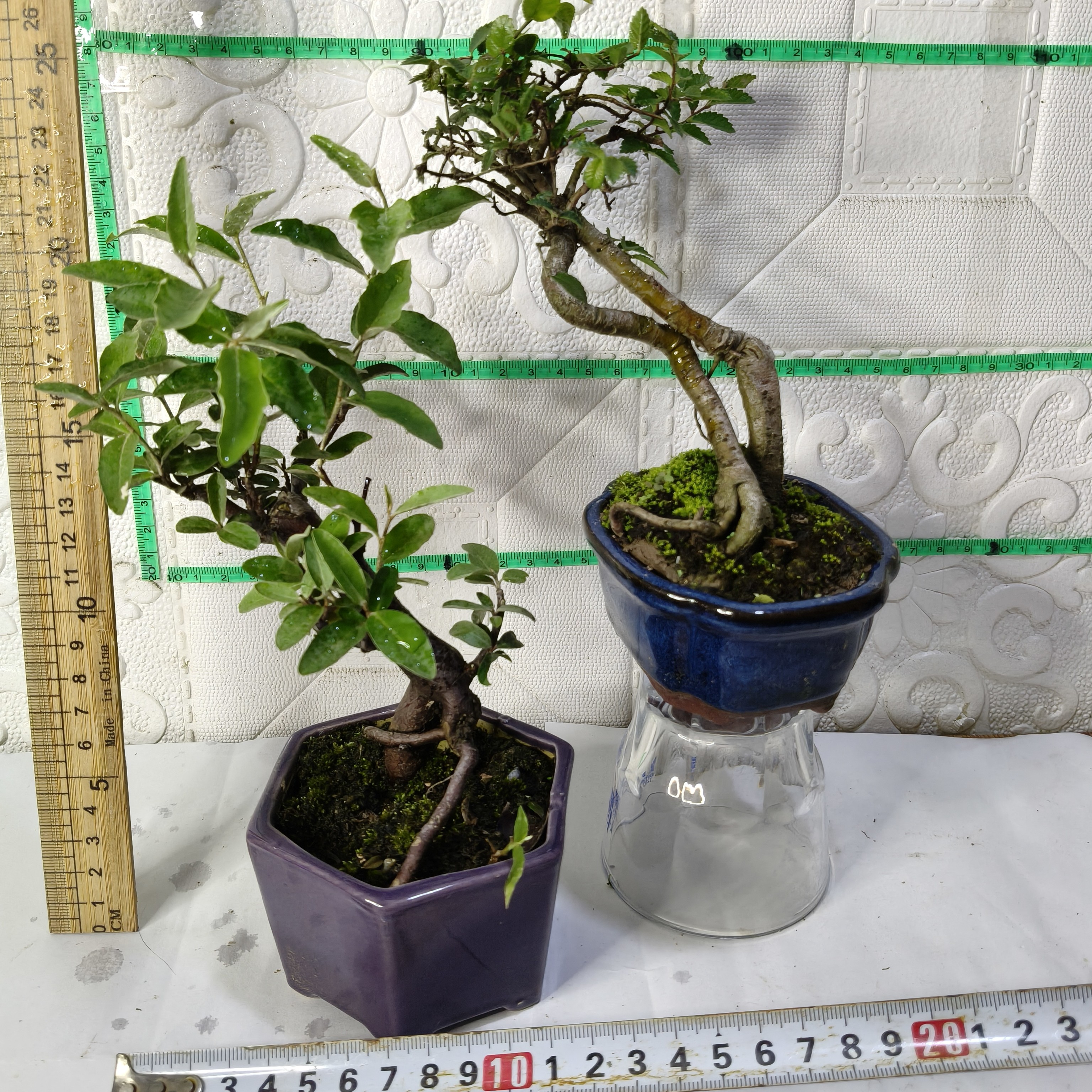 2盆装微型盆景牛奶子榆树盆栽禅意绿植办公室桌面室内容易养绿植