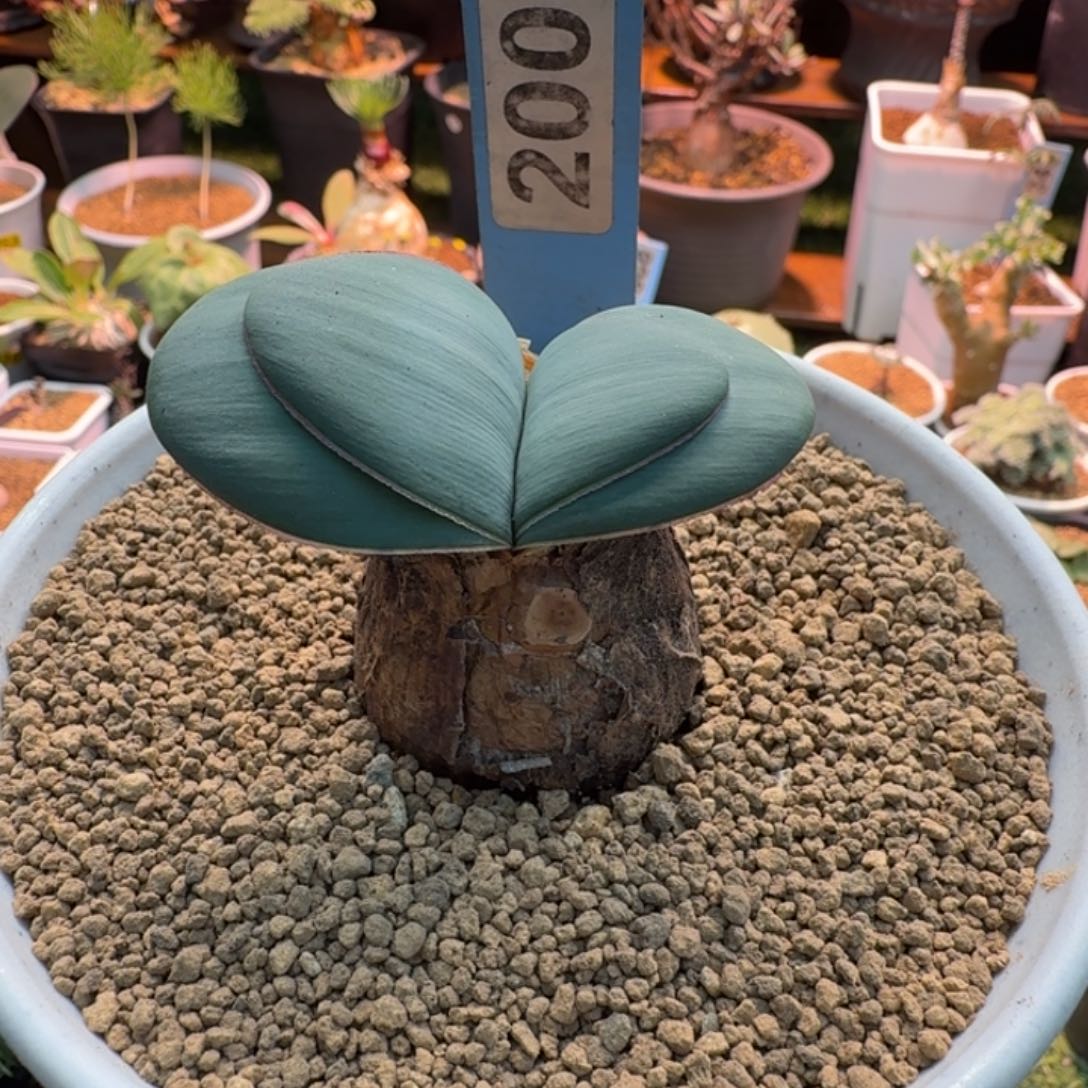 北***木蕾丝灯台百合200 仙人掌