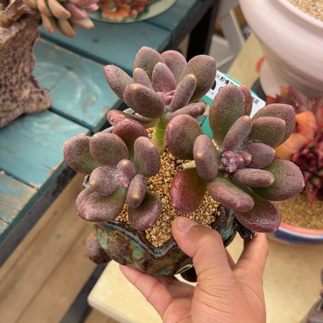 多肉一物一拍0214-27